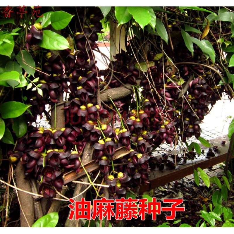 季常绿油麻藤,牛马藤,大血藤藤花卉林木种 油麻藤种子10粒 肥 生根粉