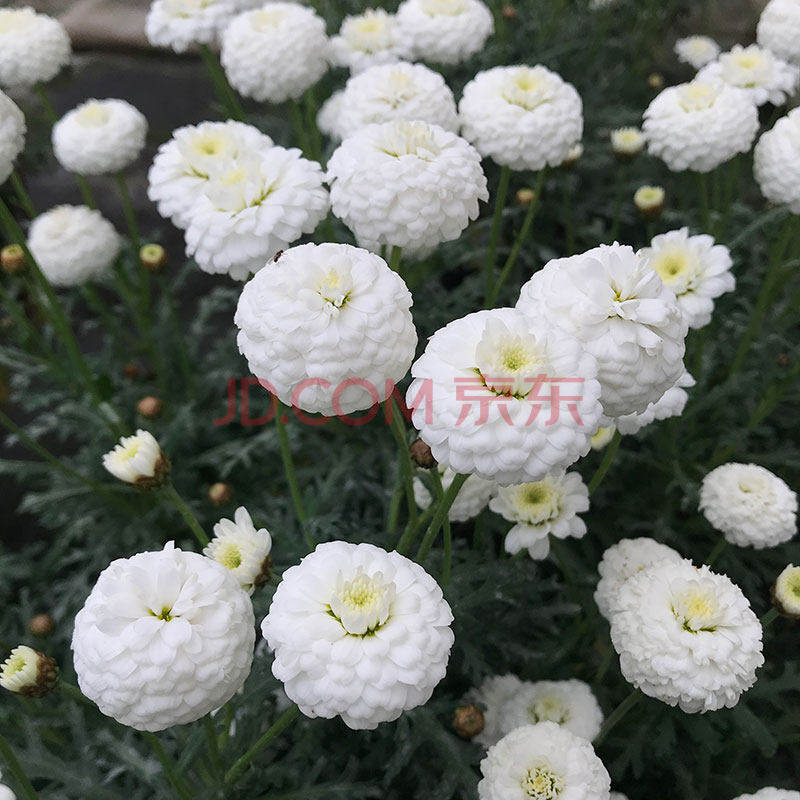 园艺玛格丽特姬小菊球菊盆栽带花菊花千头菊小雏菊花苗四季虎雀