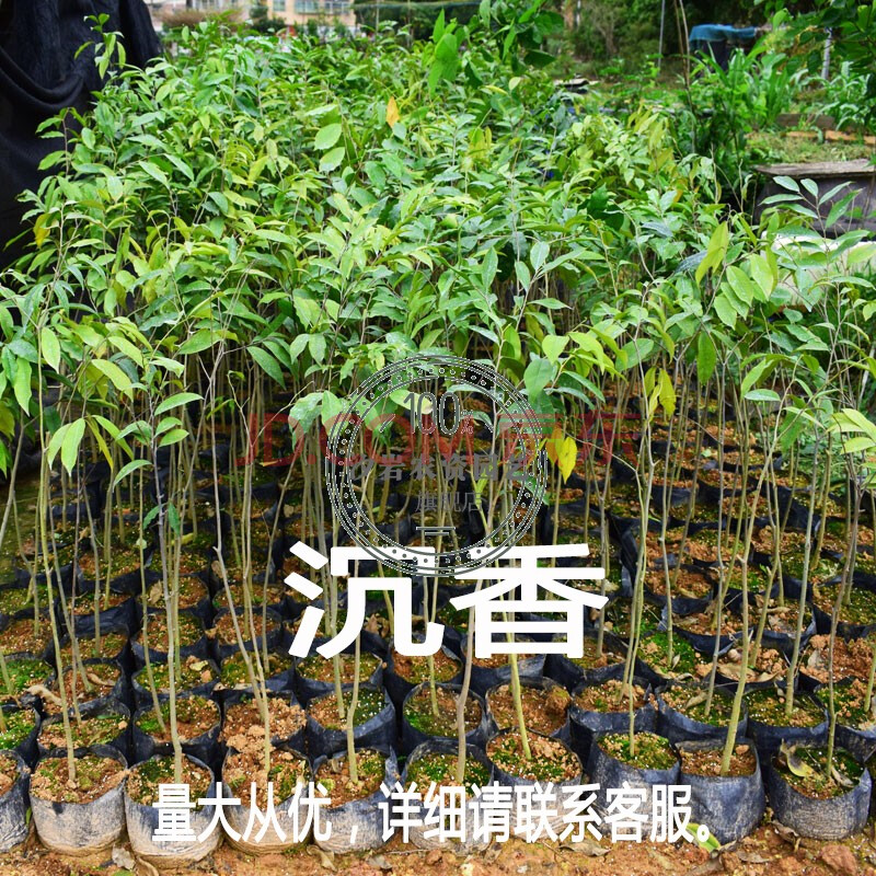 小叶金丝楠木树苗正宗四川金丝楠木小苗名贵金丝楠苗名贵奇楠苗木sy