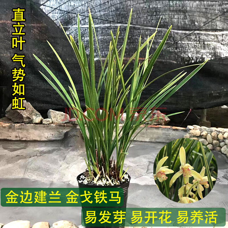 金边细叶建兰铁马好养易开花四季兰经典浓香兰花苗盆栽 铁马4苗连体