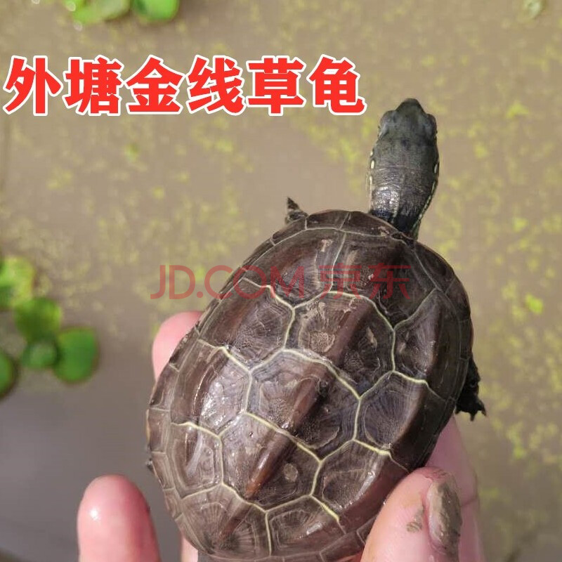 爱闹水族 乌龟活体中华草龟外塘金线草龟墨龟招财龟情侣龟宠物小乌龟