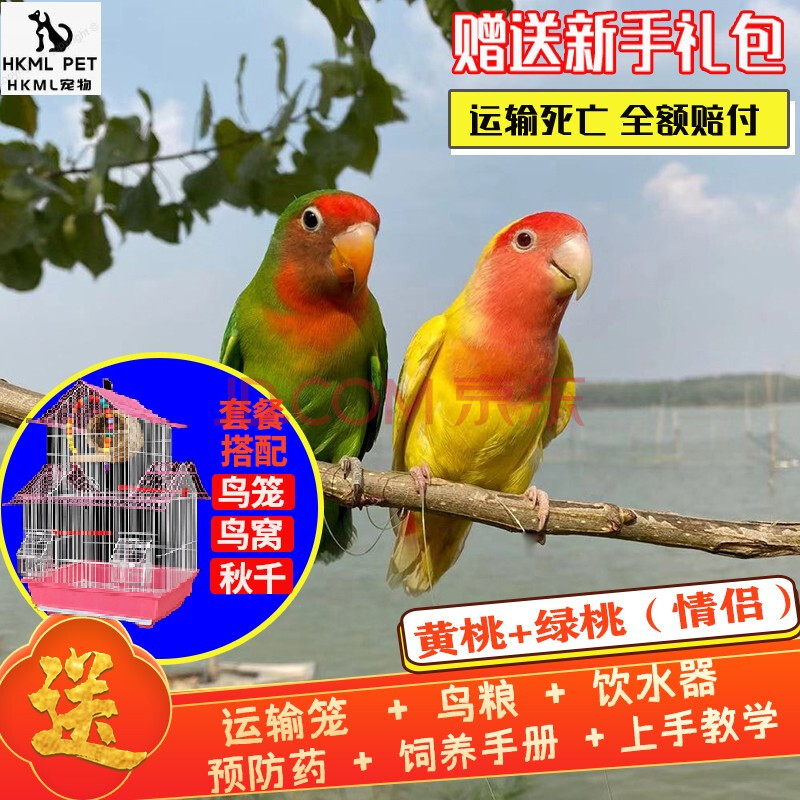 桃脸牡丹鹦鹉活鸟活物黄桃绿桃小鸟会学说活的宠物鸟家养成年繁殖