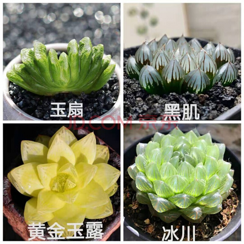 十二卷花卉盆栽黄金玉露冰灯冰川 室内盆栽 玉扇 黑姬 黄金菊 冰川 含