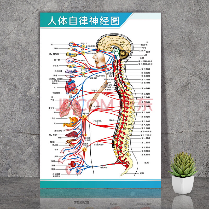 人体自律神经图 24寸:40x60厘米 pp背胶~撕下即帖