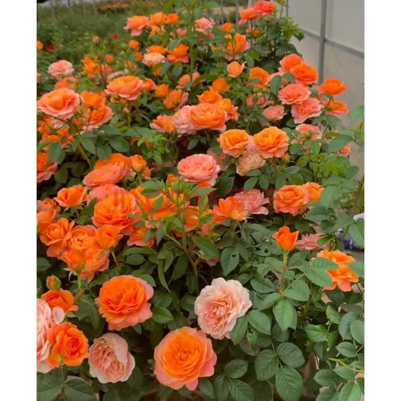 德骊嘉荷兰阳台系列玫瑰花苗灌木月季露台盆栽花卉浓香四季开花母本
