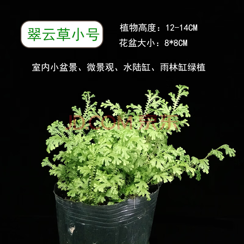 翠云草12-14cm 不含盆