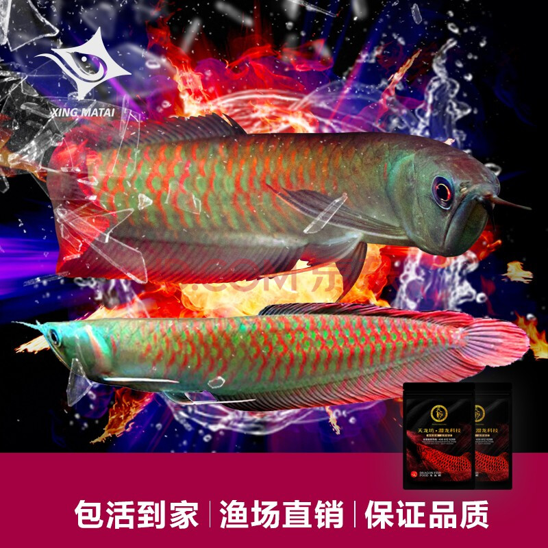 星马泰银龙鱼活体观赏鱼苗热带鱼淡水中大型风水招财金龙鱼红龙鱼活