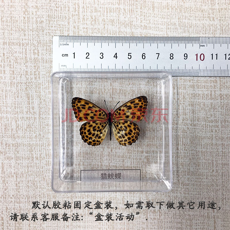 昆虫蝴蝶标本 展翅蝴蝶标本立体透明盒装摆件真昆虫学生教学礼品家居