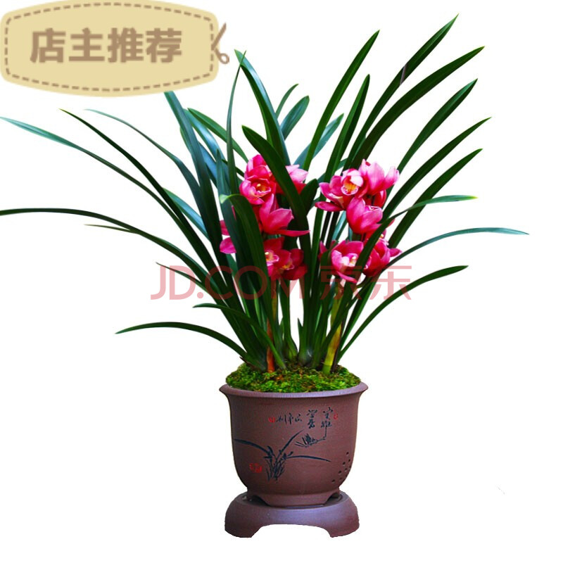 大花惠兰 兰花【大将军】浓香蕙兰大花朵宽叶盆栽花卉绿植兰草兰花苗