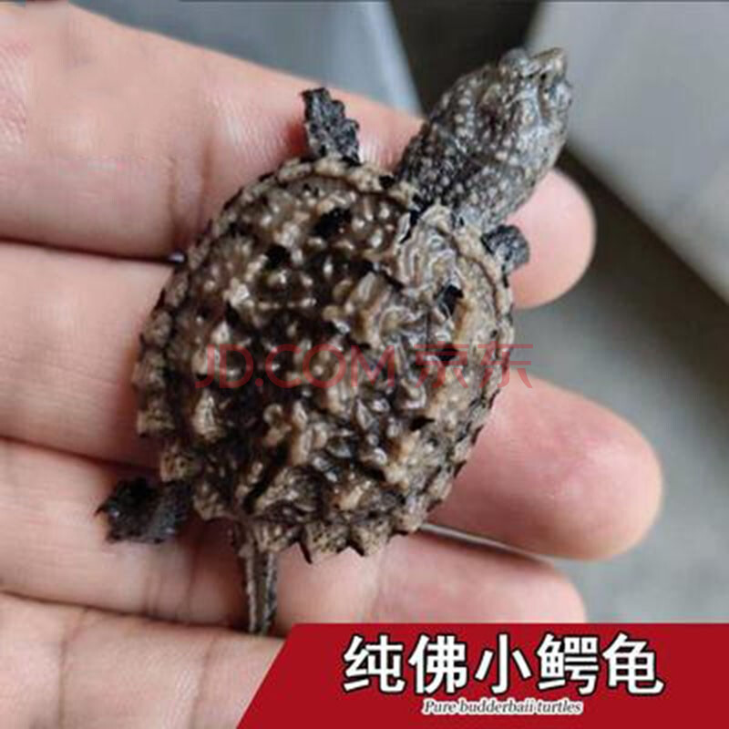 鳄龟活体活物北美小鳄龟凶猛龟鳄龟爆刺杂佛正宗纯佛宠物龟家养水族馆