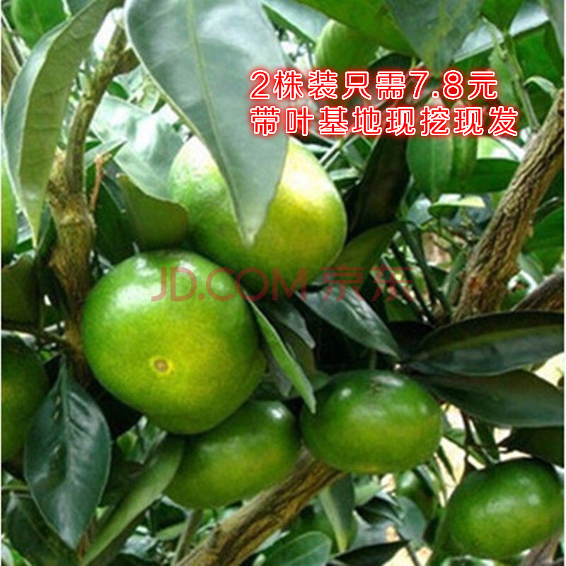 青皮蜜桔 【适合大量】3年移栽苗结果