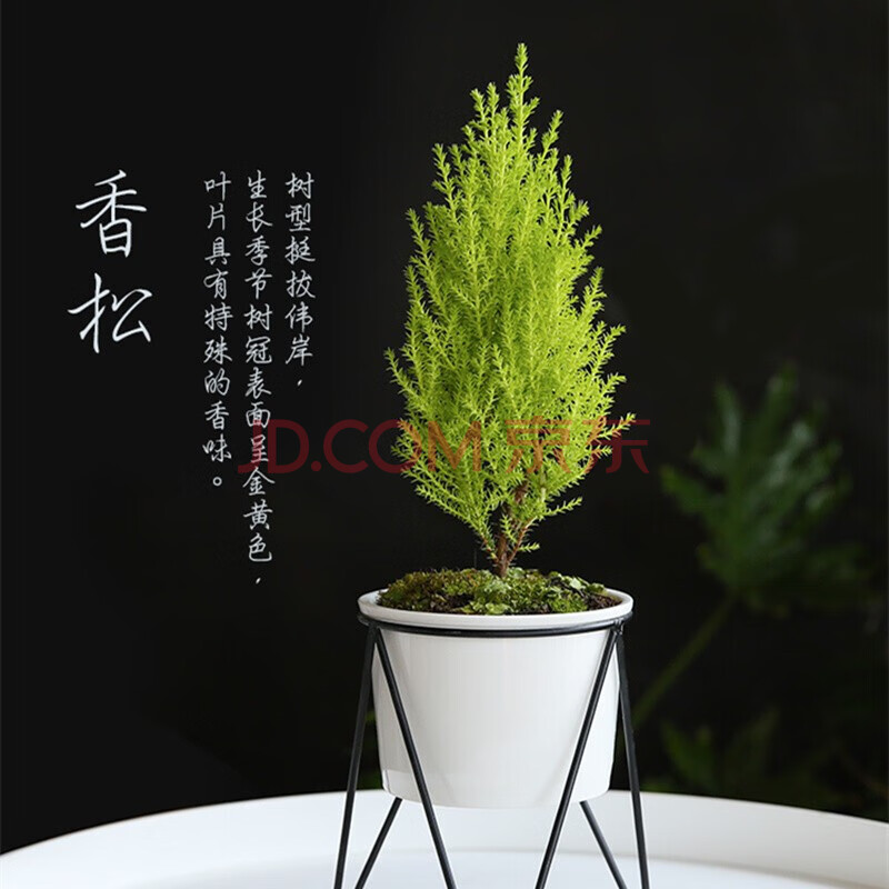 文竹盆栽 蓬莱松天门冬塔型香松室内庭院观赏绿植盆栽