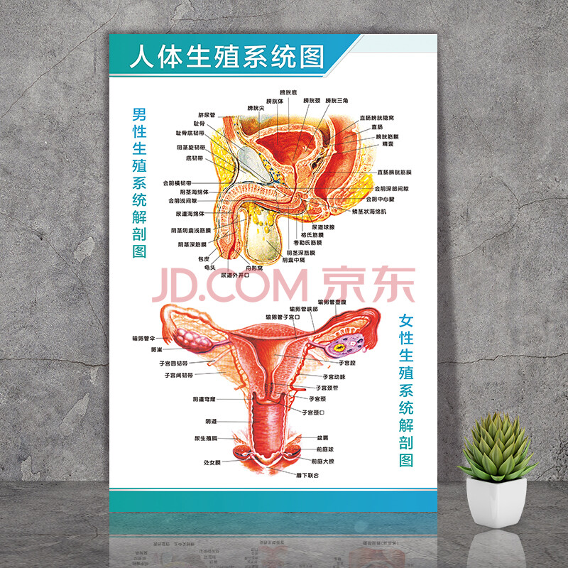 人体生殖系统图 24寸:40x60厘米 pp背胶~撕下即帖