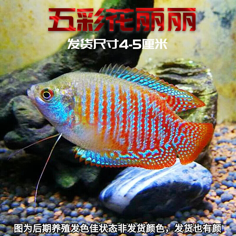 蓝曼龙鱼丽丽鱼黄曼龙鱼吃蛋白虫观赏鱼活体鱼淡水鱼新手鱼 五彩丽丽1