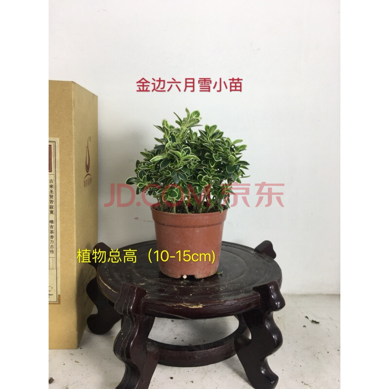 六月雪盆景老桩小苗提根六月雪小盆栽金边红花造型悬崖附石微盆景