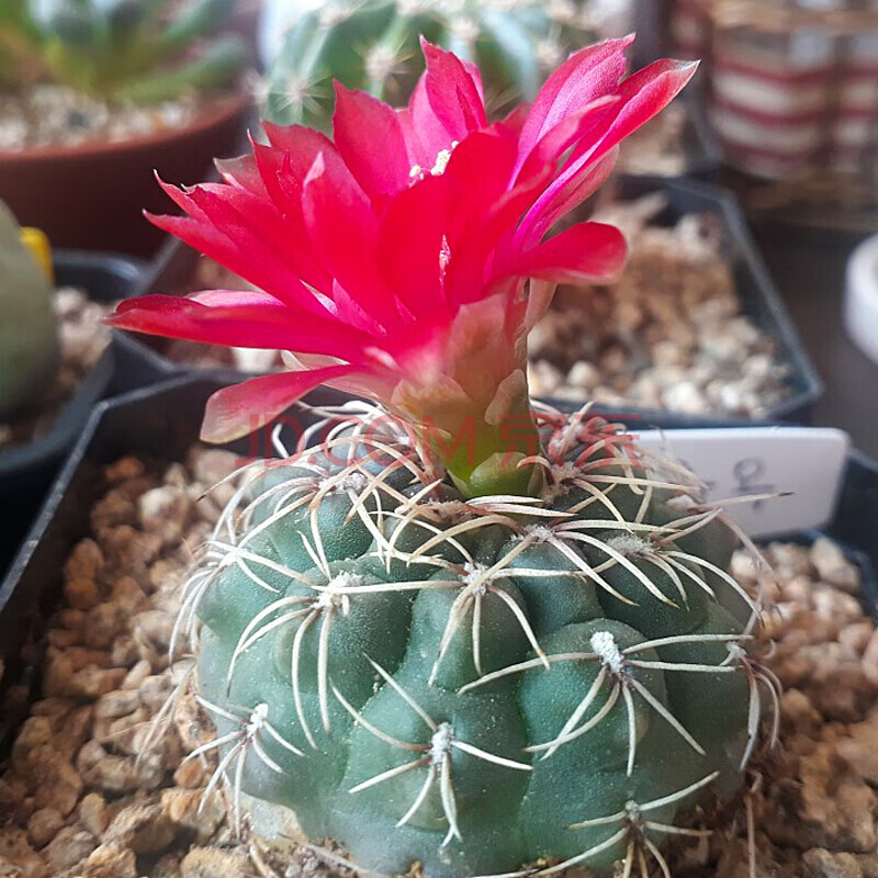肉植物组合盆栽带盆仙人球室内开花可爱办公仙人掌小绿植 象牙 3-5cm