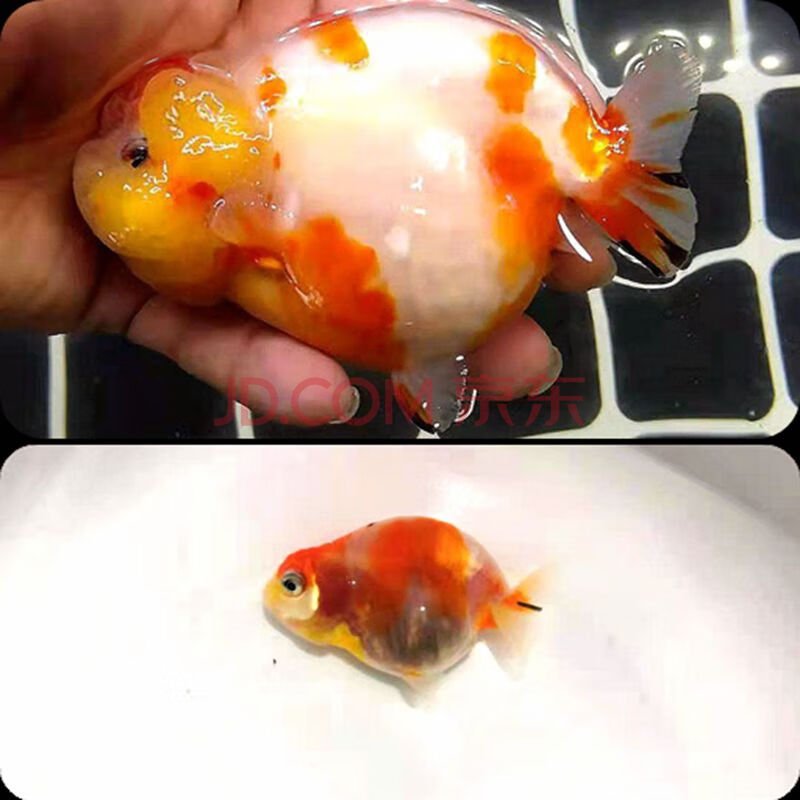 赛级娃娃脸兰寿金鱼活鱼精品观赏鱼冷淡水族宠物招财兰寿奶牛活体金鱼