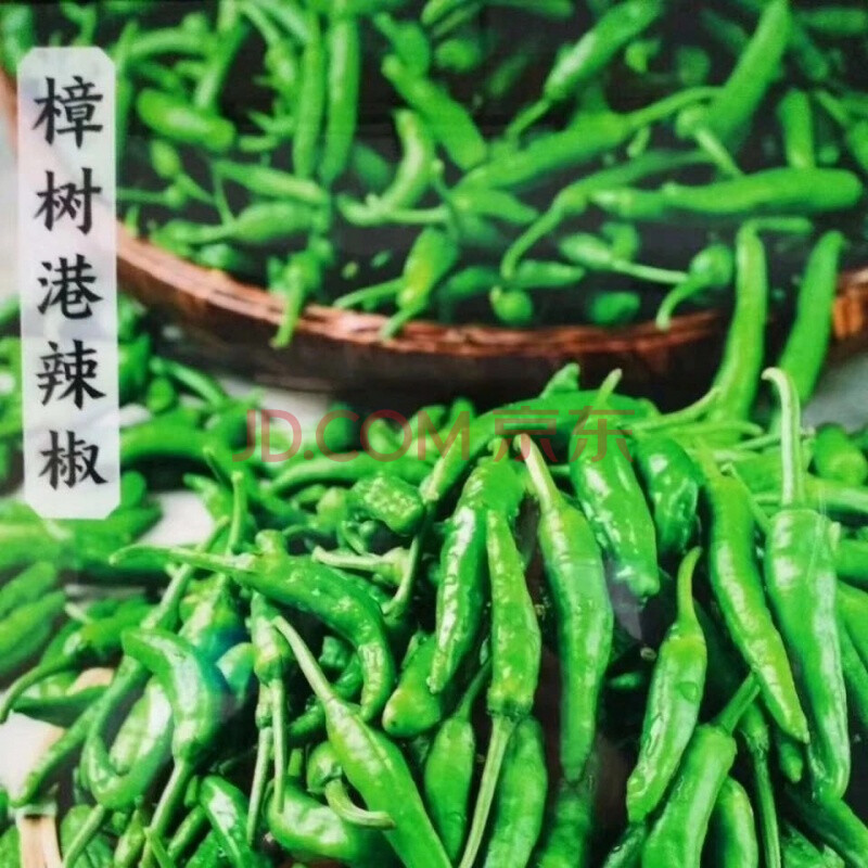【顺丰速发】正宗樟树港辣椒 现摘青辣椒新鲜农家自种