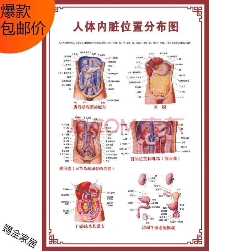 萨夫百德 人体骨骼图挂图器官内脏结构图海报脊柱图解肌肉分布解剖图