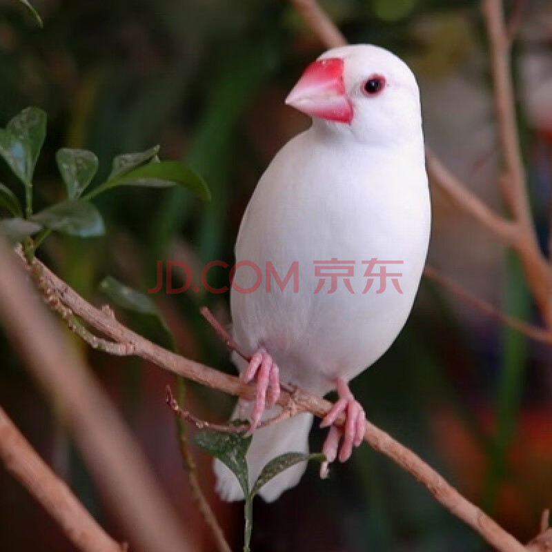 天弗珍珠鸟活体文鸟活鸟白文鸟灰文鸟白珍珠灰珍珠观赏鸟活物 白文鸟
