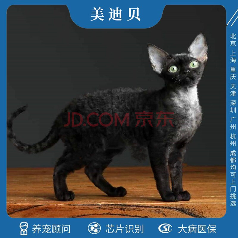 德文卷毛猫纯种幼体宠物猫咪活体纯白色黑色虎斑开脸.