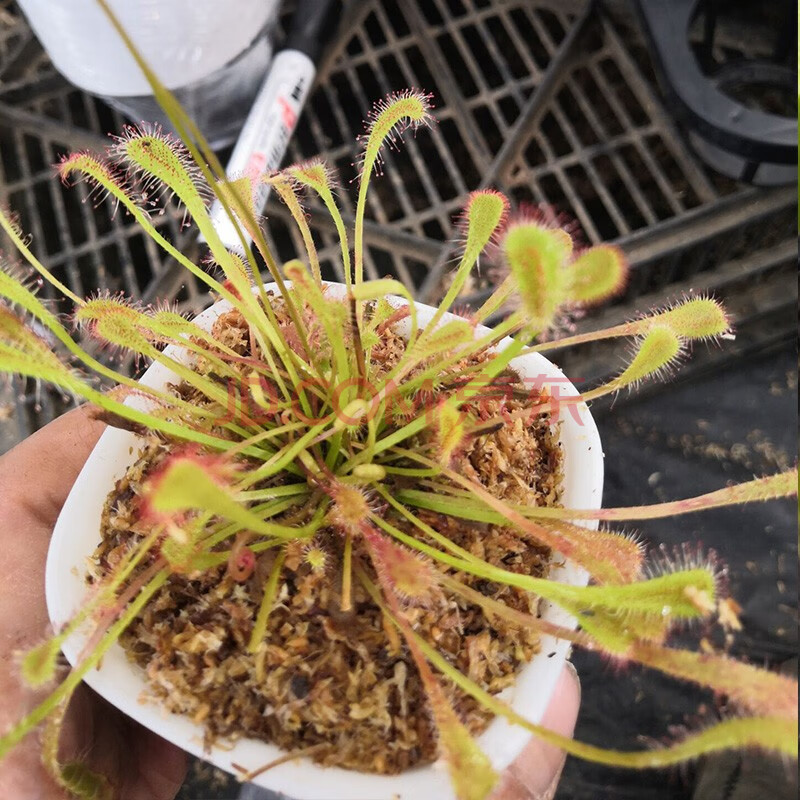 茅膏菜巨大 新手推荐盆栽桌面喜阴耐阴室内 趣味食虫植物 巢型毛膏菜