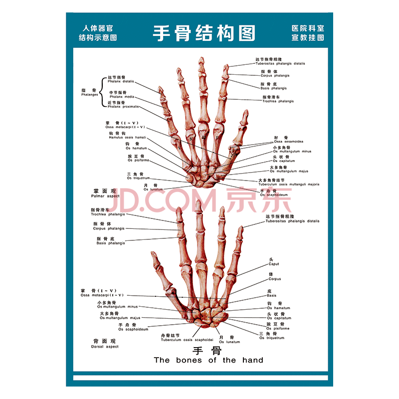 解剖图全身骨骼图宣传画墙贴画覆膜防水贴纸wsa51wsa5117手骨结构图
