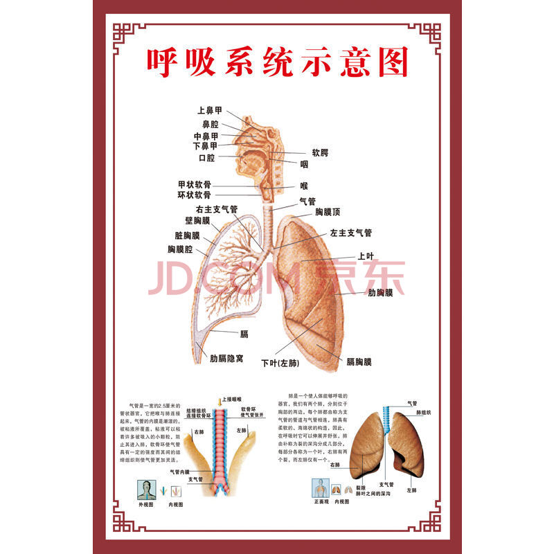 人体肌肉解剖图挂图人体内脏结构图全身器官分布穴位图人体骨骼图 z