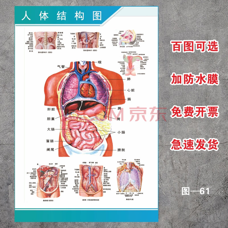 人体解剖彩色学骨骼结构图神经肌肉五脏六腑淋巴示意解刨器官挂图