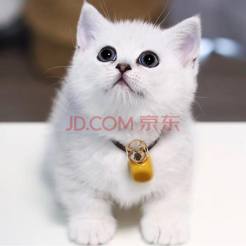 英国短毛猫小短腿矮脚猫曼基康猫活体 银渐层精品级 公【图片 价格