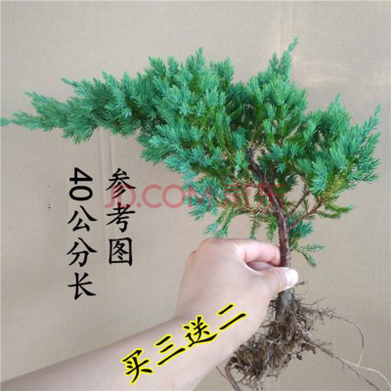 迎客松造型树苗地柏盆栽刺柏盆景 柏树 地柏树桩香柏树苗绿植物地 40