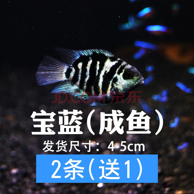 酷爬 迷你鹦鹉鱼宝蓝种鱼繁殖一对鱼苗小型淡水好养慈鲷热带鱼观赏鱼