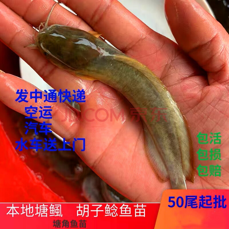 荣郁本地塘鲺鱼苗活体胡子鲶鱼苗淡水塘角鱼苗养殖土塘虱食用放生观赏