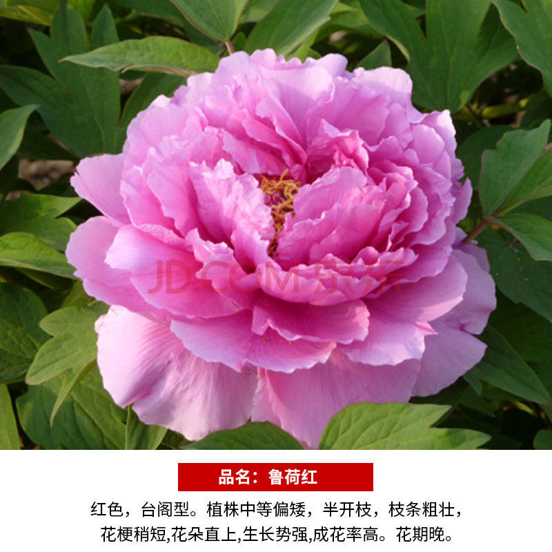 菏泽牡丹花苗盆栽地栽花卉四季开花重瓣大花室内庭院带花苞 鲁菏红