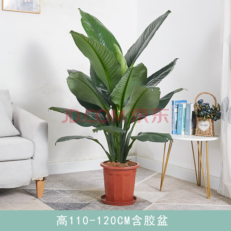 绿巨人室内盆栽 大叶植物 大型客厅阳台净空气易养活绿植柚公主 高110