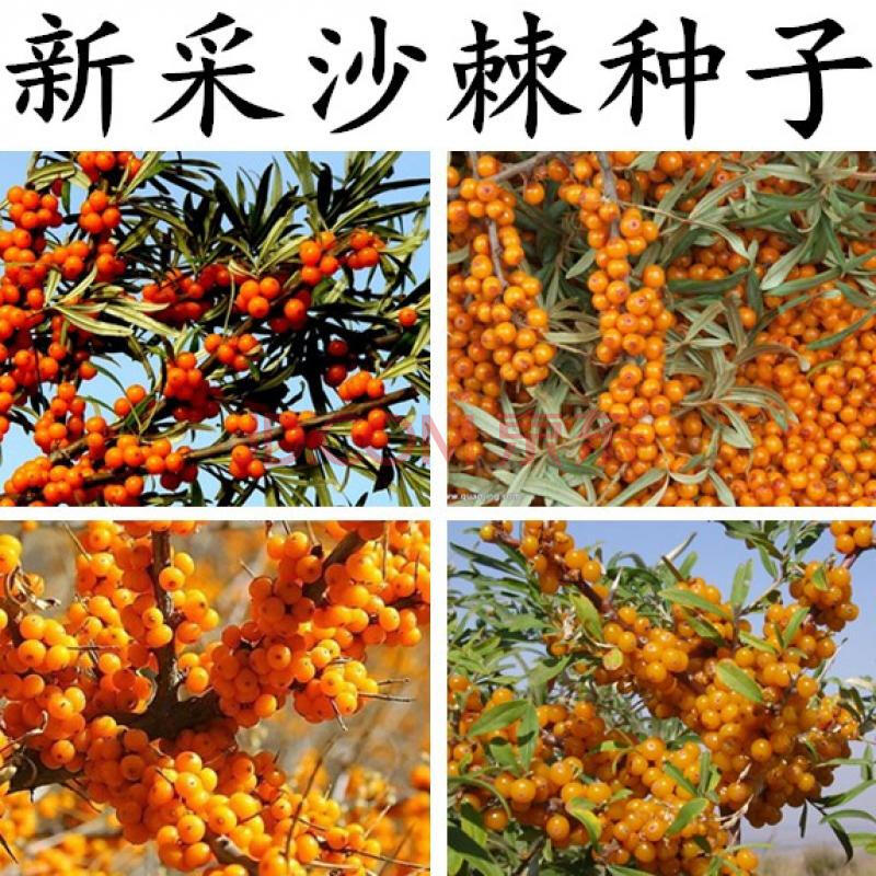 新采沙棘种子 沙棘果树种子 俄罗斯大果沙棘沙漠绿化 醋柳 黑刺种子杭