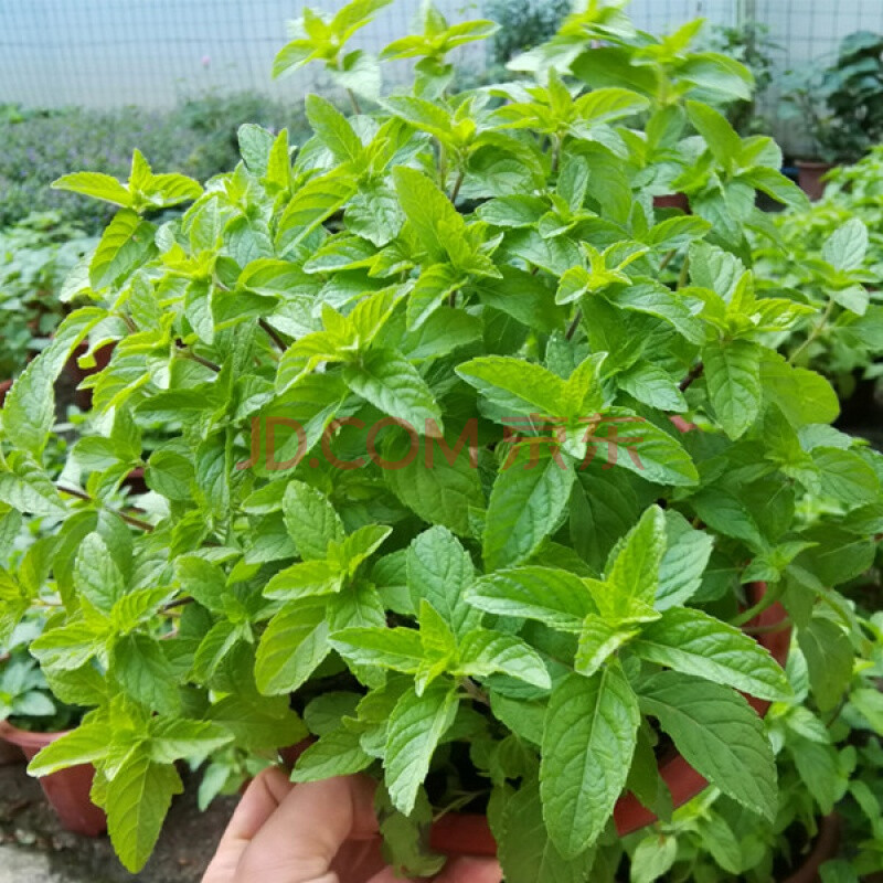 九层塔罗勒叶盆栽阳台百里香煮菜泡水香草香料泡水薄荷 大盆苏格兰