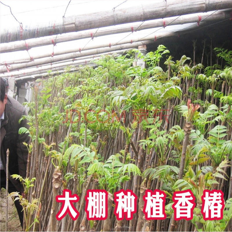 香椿树苖红油香椿苗盆栽地栽绿油香椿苗南方北方种植香椿树苗8年苗81