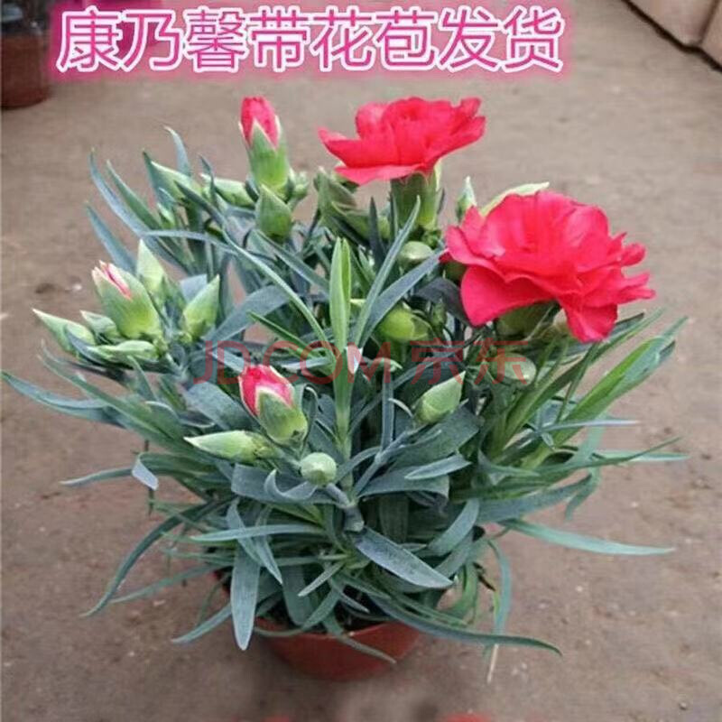 康乃馨盆栽带花苞室内阳台观花植物好养的花卉四季不