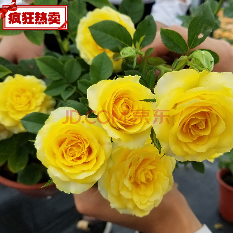 月季2加仑果汁阳台月季金丝雀花苗盆栽玫瑰花卉四季 2加仑黄金海岸 盆