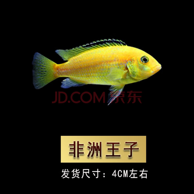 vieruodis 非洲王子蓝阿里宠物鱼三湖慈鲷坦鲷马鲷鱼热带鱼观赏鱼鲷科