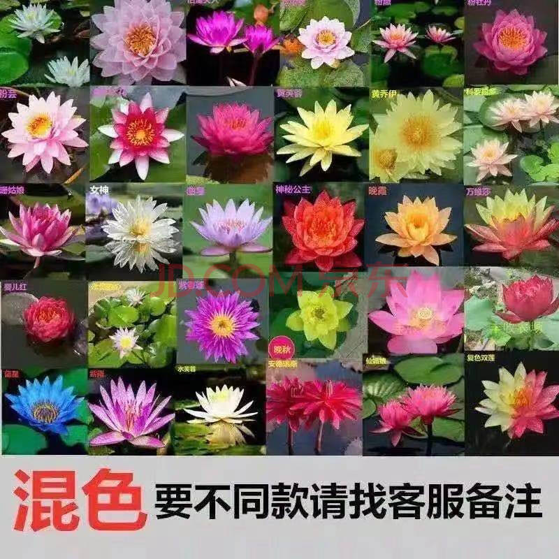 采缇 四季睡莲 带花苞睡莲鲜花睡莲花苗睡莲花睡莲根块水池池塘莲花