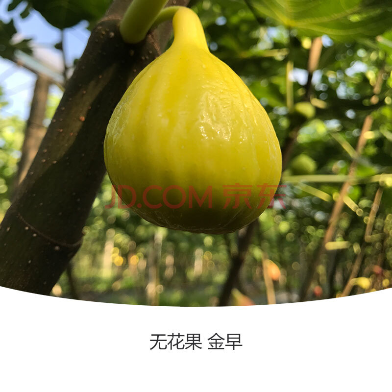 无花果苗水果树波姬红紫果小甜心盆栽家庭可食用四季可种果树 无花果