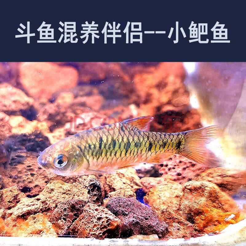 vieruodis 中国斗鱼活体活鱼冷水淡水观赏鱼好养耐养鱼金鱼小型斗鱼