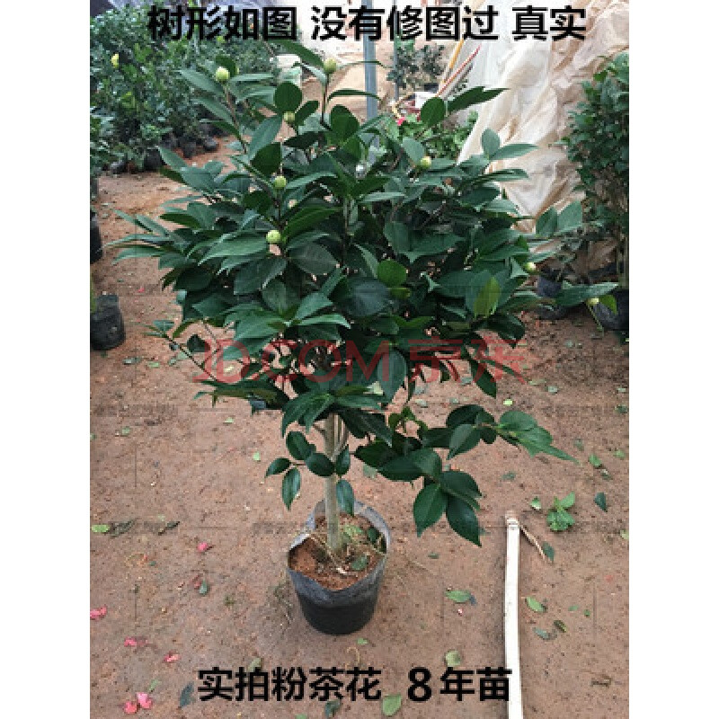 茶花盆栽树苗烈香香妃有香味山茶花庭院室外花卉植物 8年苗( 造型美