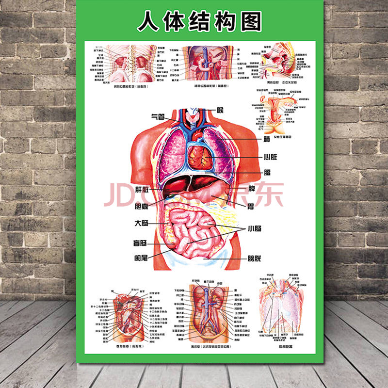 人体器官结构图挂图骨骼内脏儿童全身家用人体解剖肌肉骨骼图高清全身