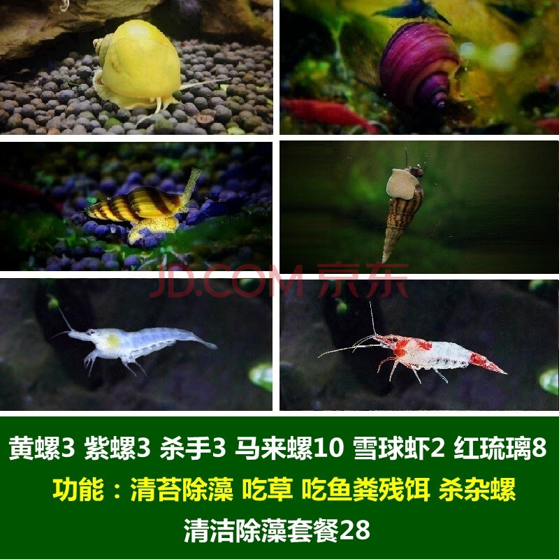 噢水噢【顺丰】鱼缸清洁除藻螺观赏鱼虾螺蟹草缸工具螺吃鱼屎粪便垃圾