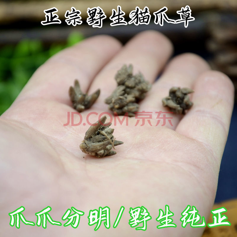 猫爪草 中药材水洗新货野生猫抓草 中草药三散草 小毛茛【精选无硫】