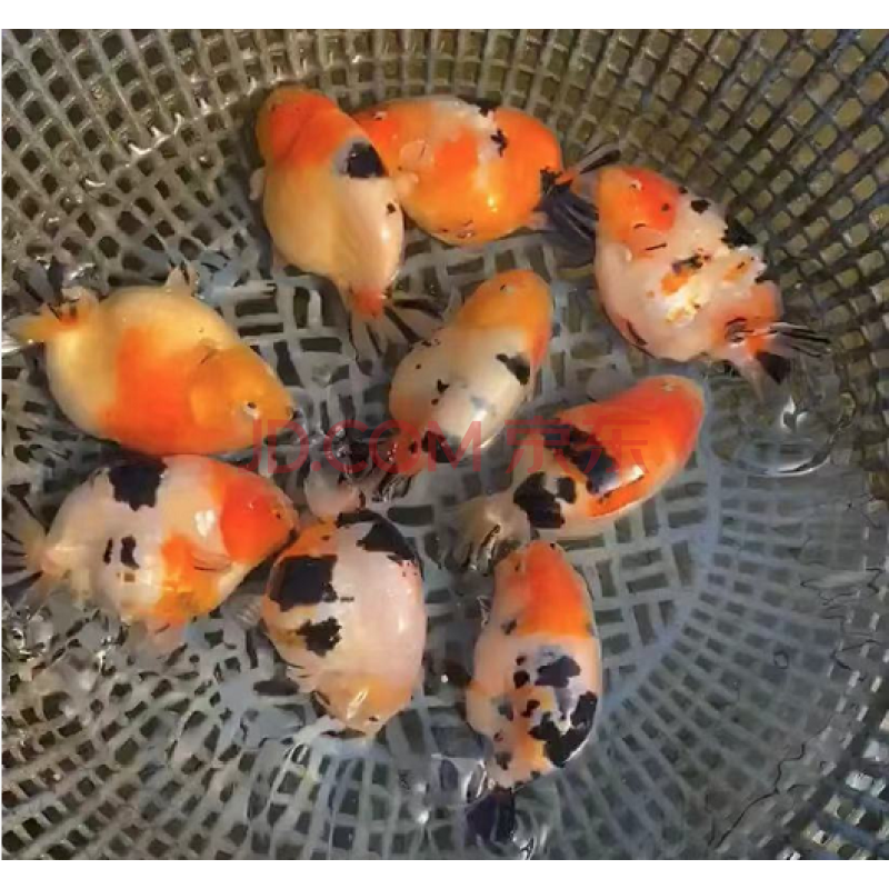 奶牛水墨兰寿金鱼活鱼冷水观赏鱼苗五花寿红白黑兰寿精品包活好养 8