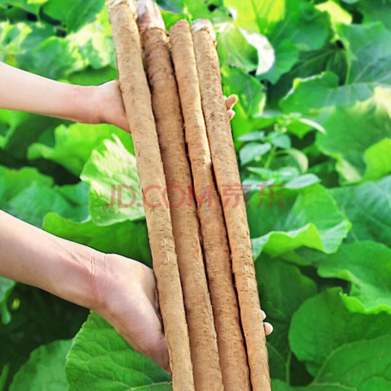 【精选生鲜】牛蒡新鲜牛蒡根黄牛蒡牛蒡特级牛蒡茶牛蒡菜新鲜牛黄蔬菜
